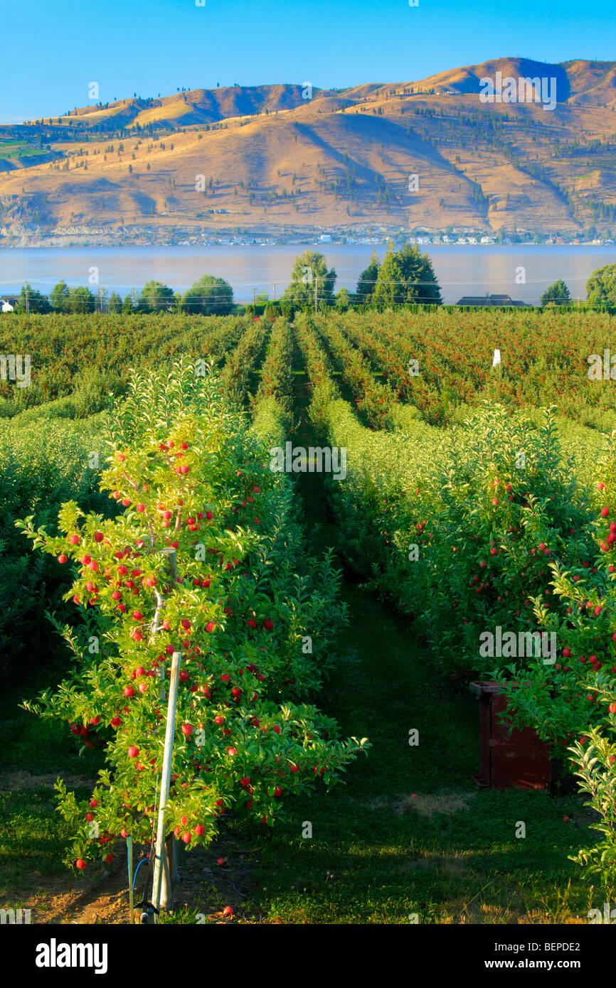 Apple orchard near Chelan, Washington, USA Stock Photo