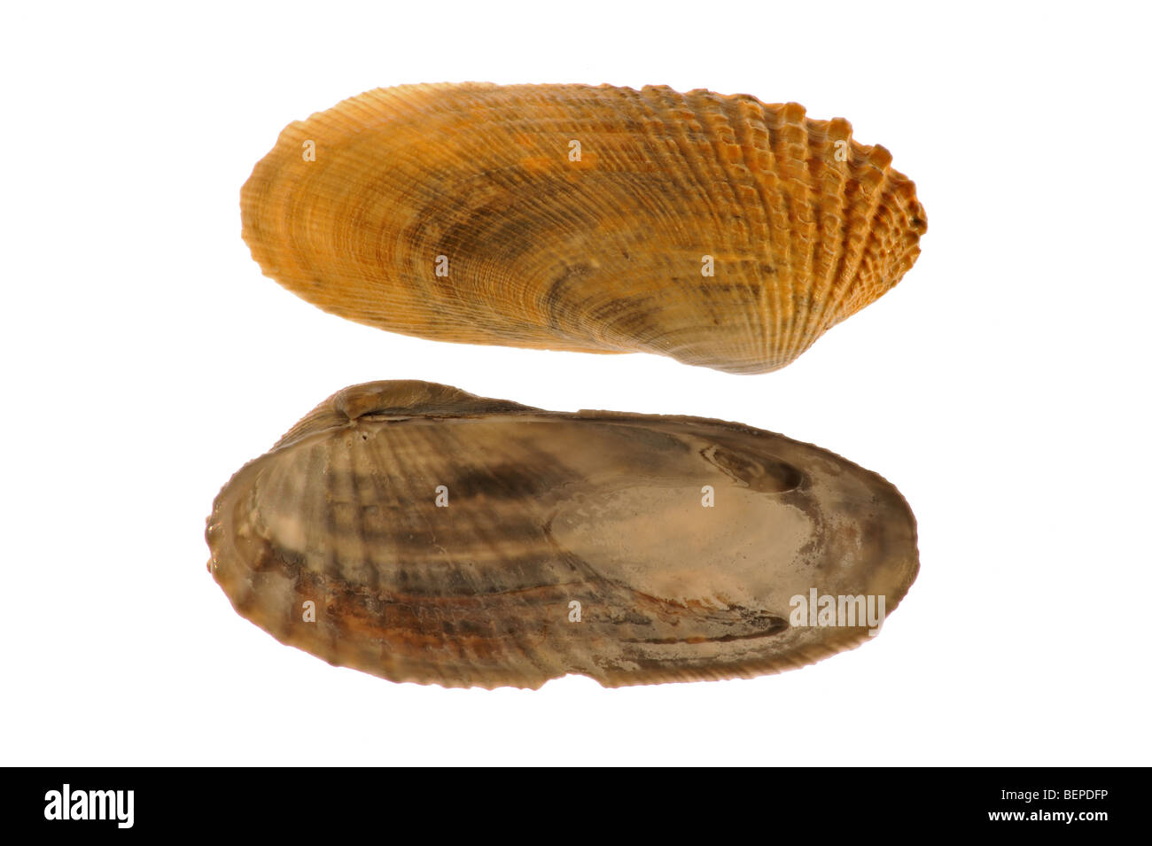 American piddock (Petricola pholadiformis) shells Stock Photo - Alamy