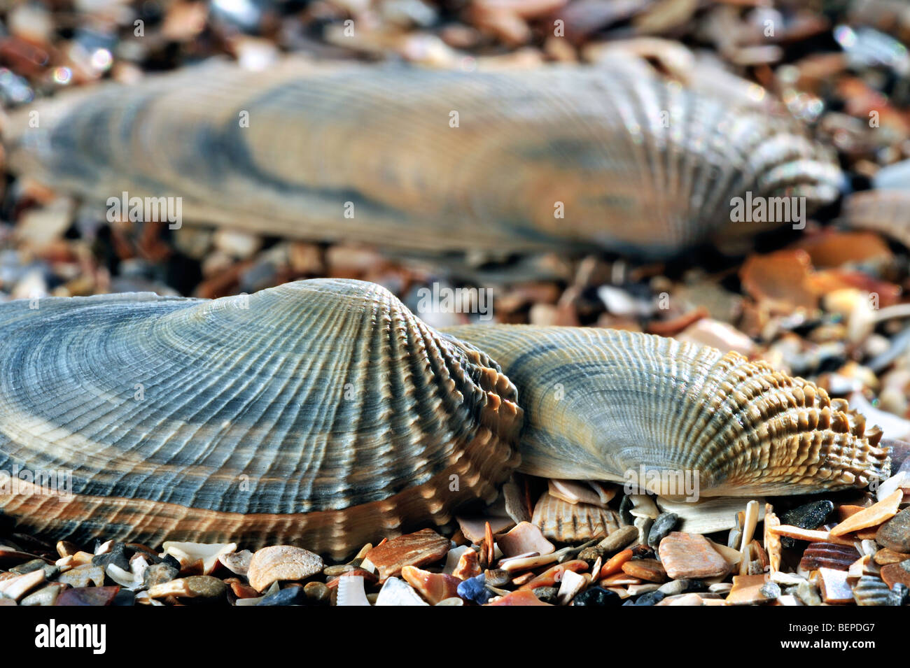 American piddock (Petricola pholadiformis) shells on beach Stock Photo