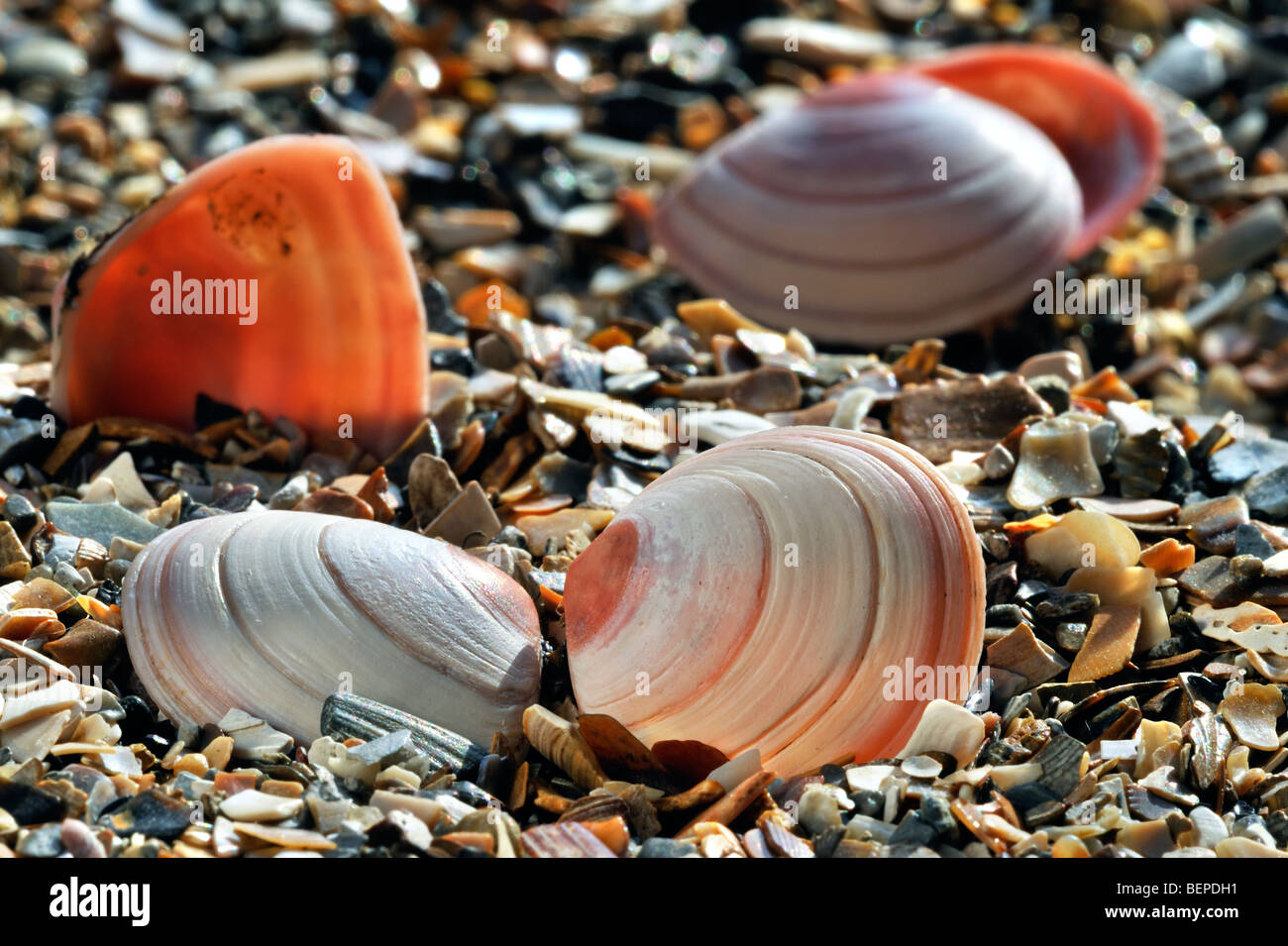 Baltic tellin shells (Macoma balthica) on beach Stock Photo