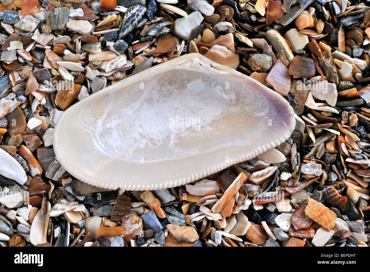 Banded wedge shell (Donax vittatus) on beach Stock Photo