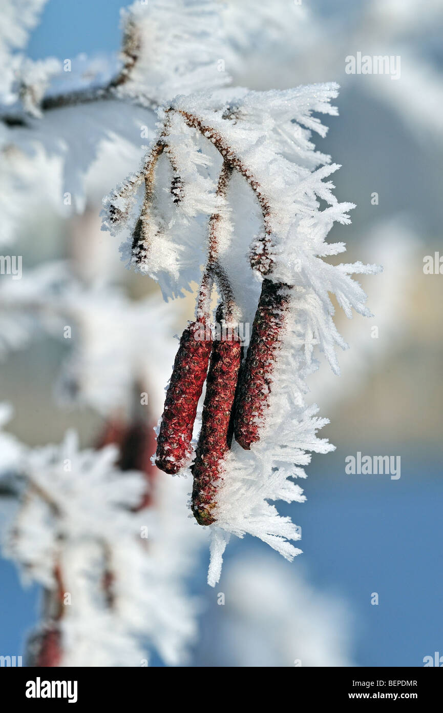 Black / Common alder (Alnus glutinosa) male inflorescences / catkins covered in hoarfrost in winter Stock Photo