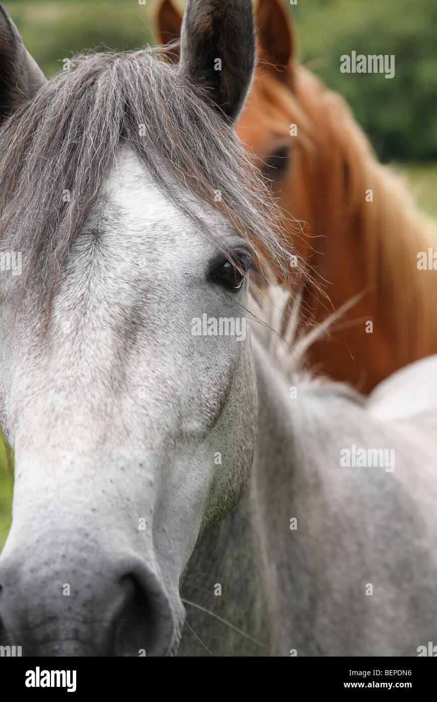 Connemara Pony, Connemara, Ireland Stock Photo