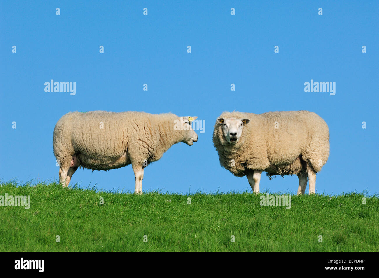 Two domestic Texel sheep (Ovis aries) in meadow, the Netherlands Stock Photo
