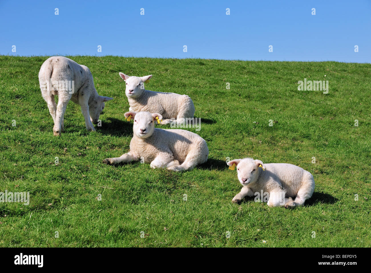Domestic Texel sheep (Ovis aries) lambs in meadow, The Netherlands Stock Photo