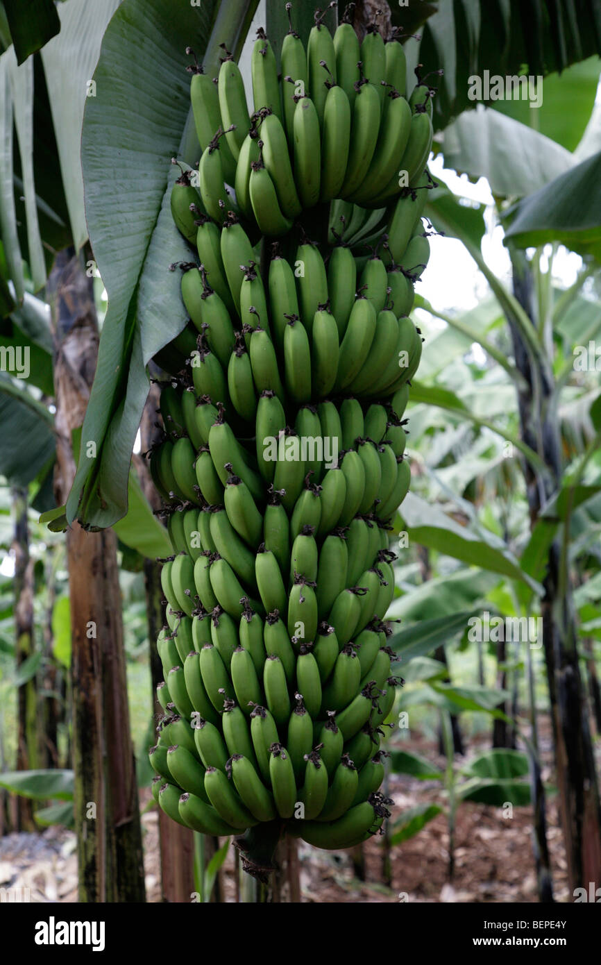 UGANDA Stem of bananas, Kayunga District. PHOTO by SEAN SPRAGUE Stock
