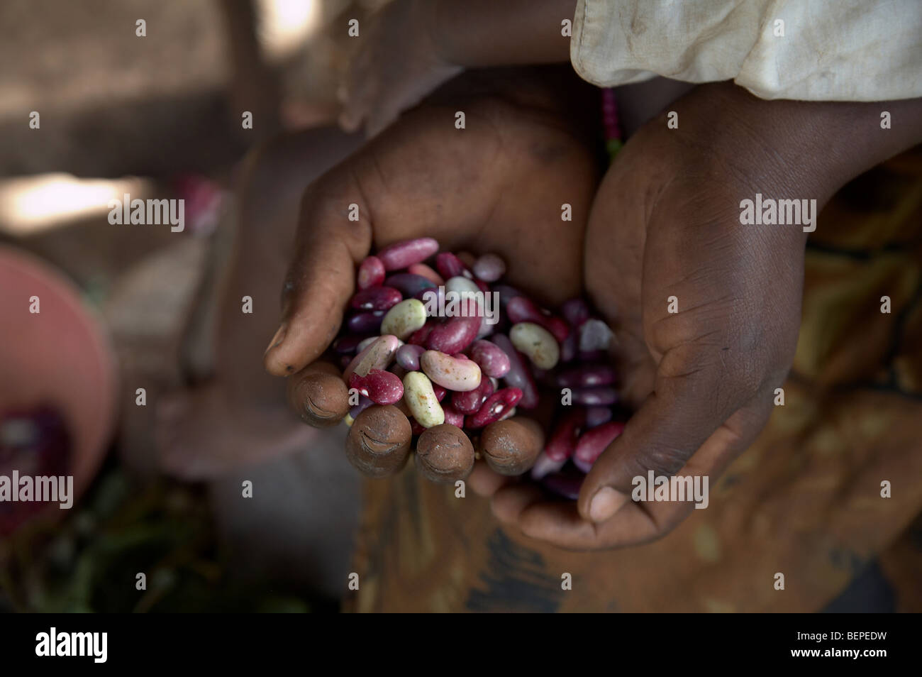 UGANDA Beans for planting Stock Photo Alamy