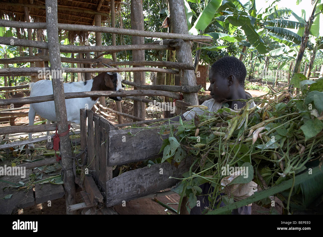 UGANDA  Boy feeding goat Stock Photo
