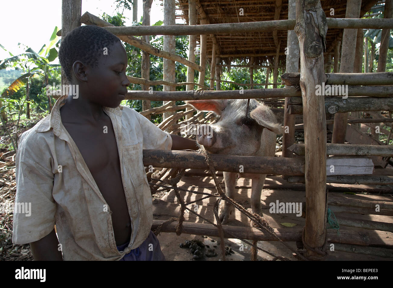 UGANDA Boy with pig Stock Photo