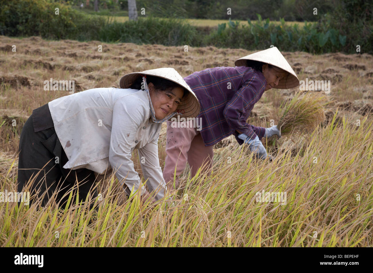 VIETNAM Women harvesting rice in Vinh Long photograph by Sean Sprague 2008 Stock Photo