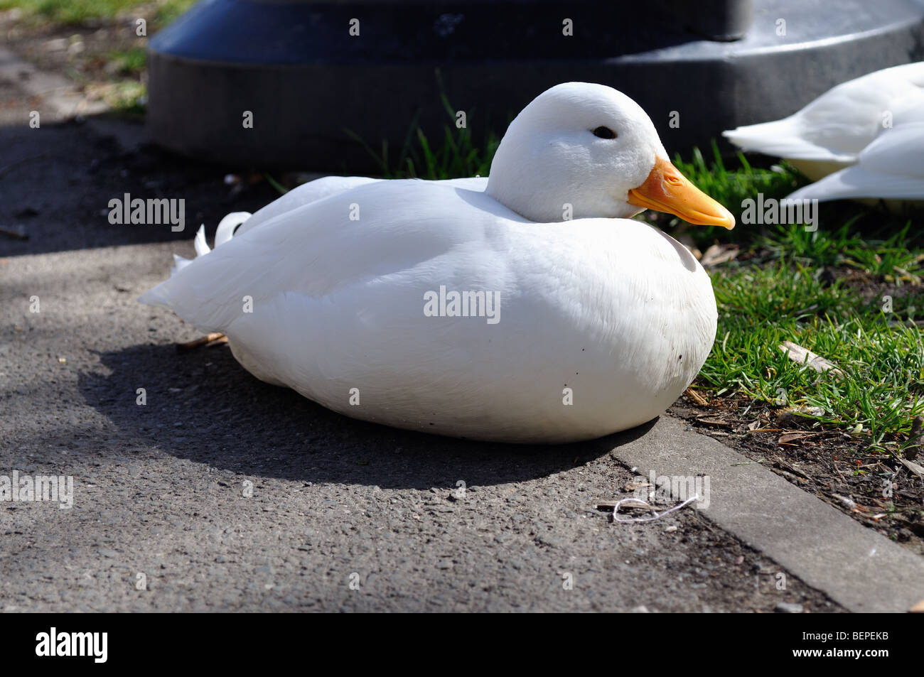white duck sitting on the pavement Stock Photo - Alamy