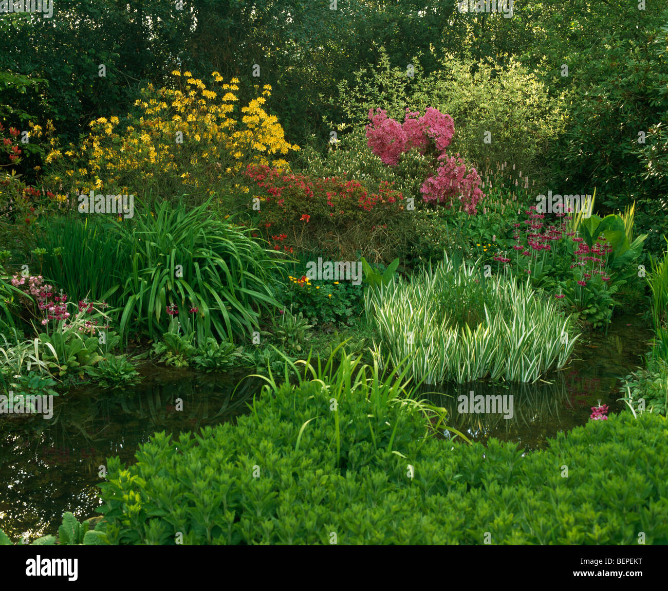 Spring country garden with primulas, bistort, grasses and azaleas growing on bank of small stream Stock Photo