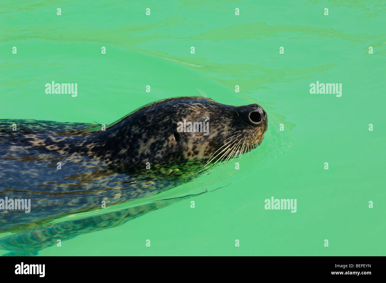 Seal shelter in the Netherlands Seal shelter in the Netherlands
