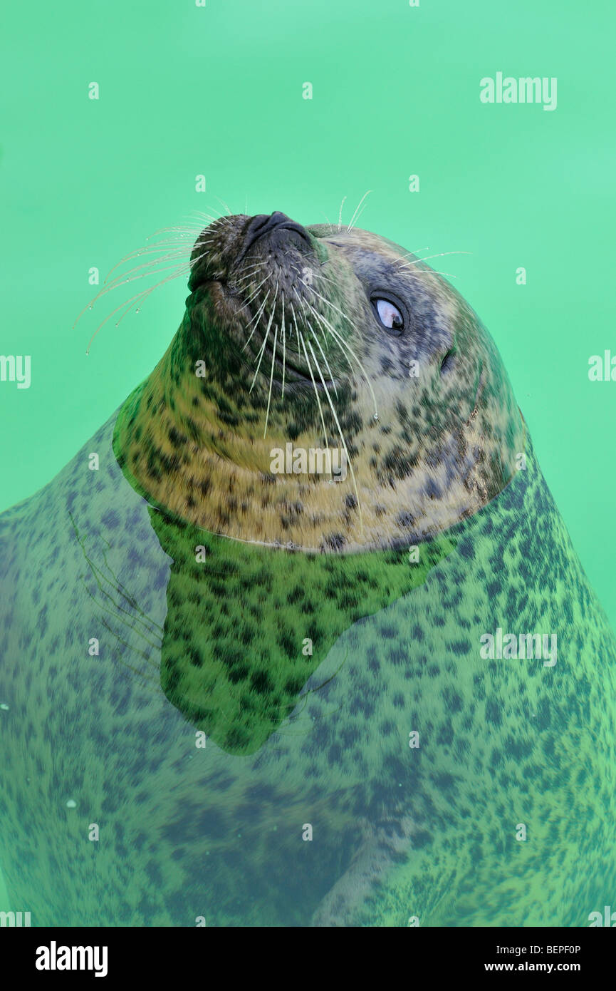 Seal shelter in the Netherlands Seal shelter in the Netherlands