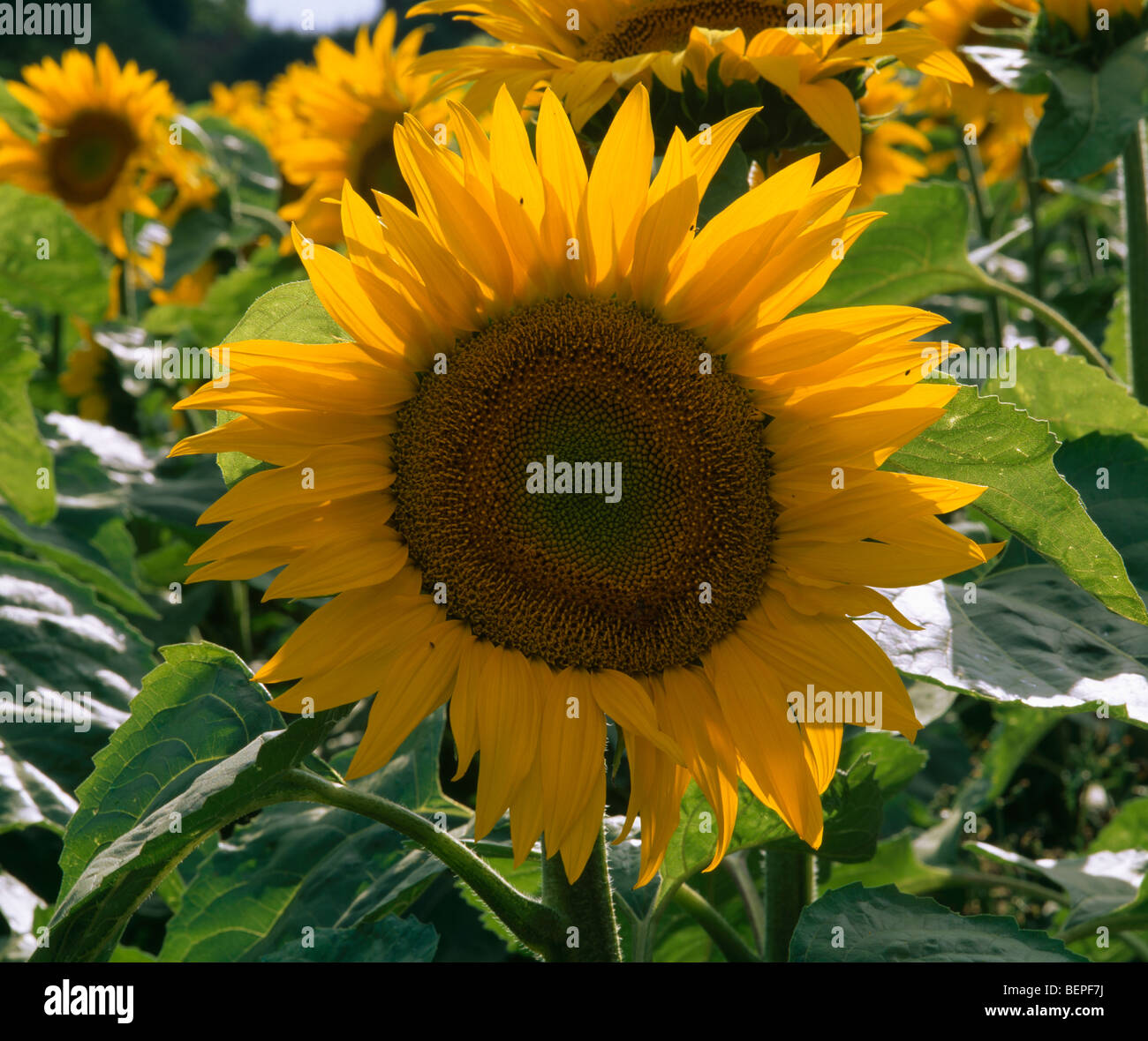 Funflower Plants sunflower hi-res stock photography and images - Alamy