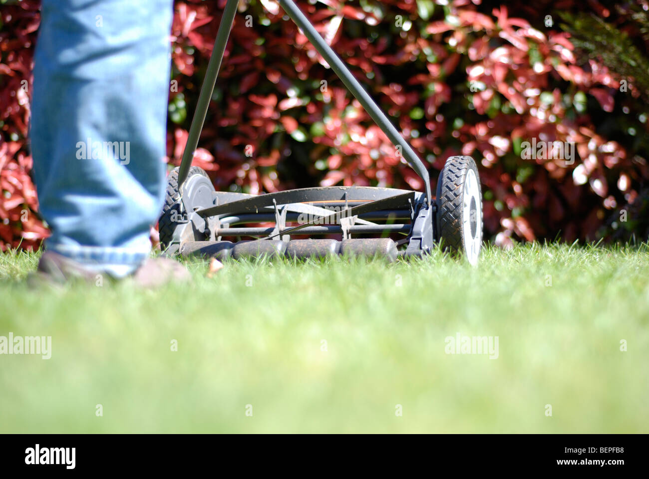 Cutting grass with a push mower Stock Photo Alamy