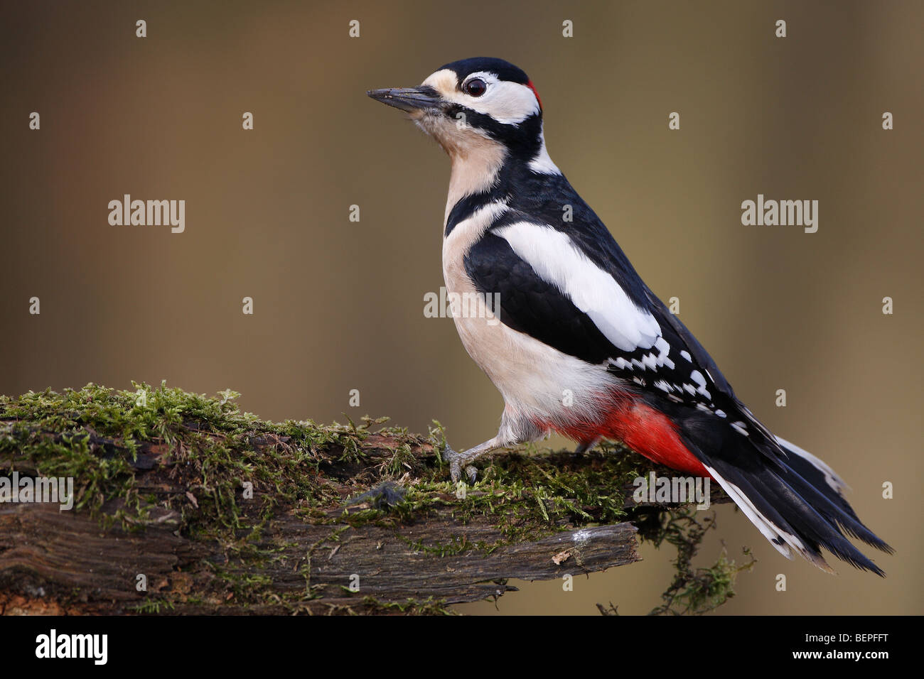 Greater spotted woodpecker (Dendrocopos Major) on tree trunk, Belgium Stock Photo