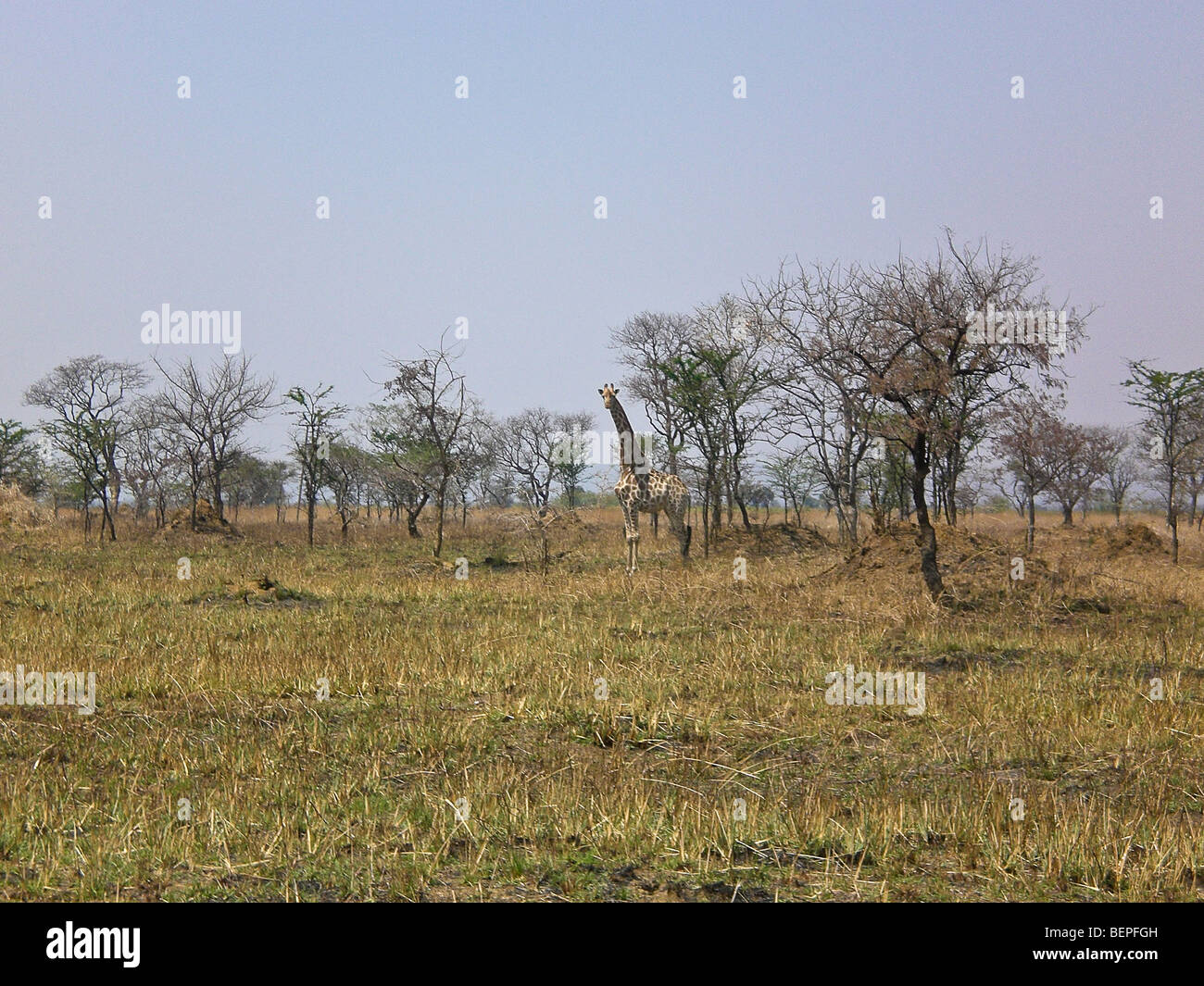 Giraffe, Kafue , Zambia Africa. Stock Photo