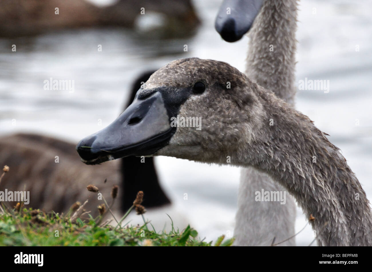 Cygnet reaching over bank Stock Photo