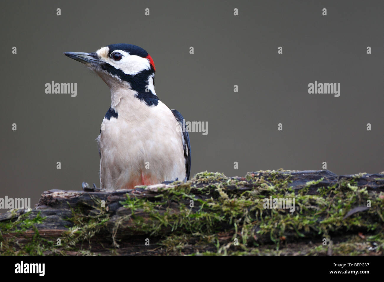 Greater spotted woodpecker (Dendrocopos major) on tree trunk, Belgium Stock Photo