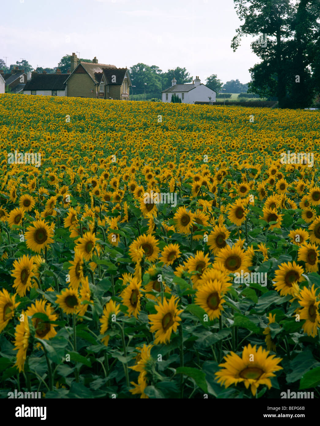 Field of sunflowers with cottages in the background Stock Photo - Alamy