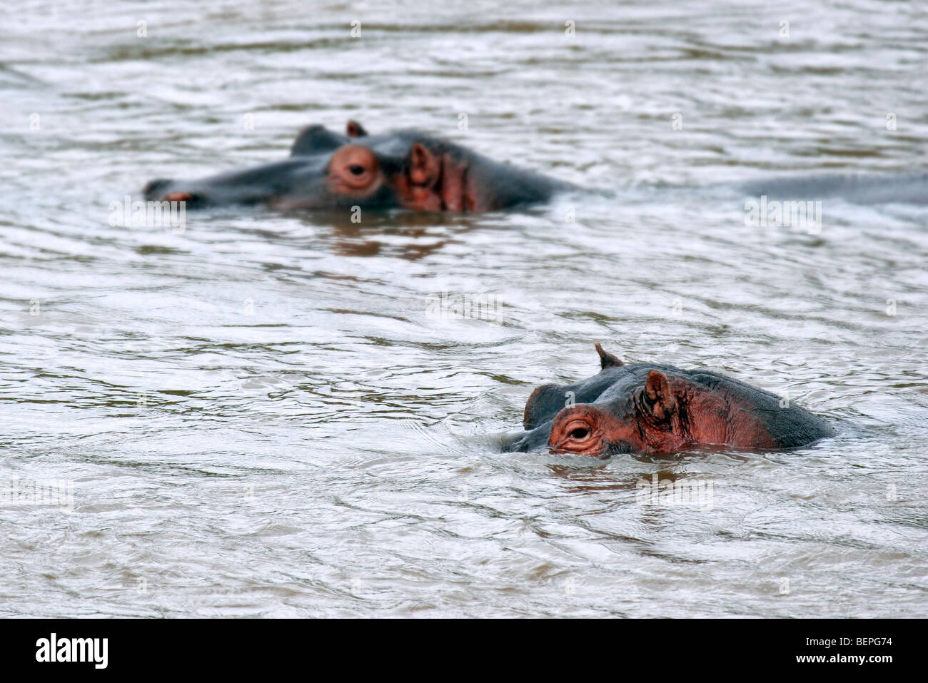 Two hippos (Hippopotamus amphibius) swimming in the Mara River, Masai Mara National Reserve, Kenya, East Africa Stock Photo