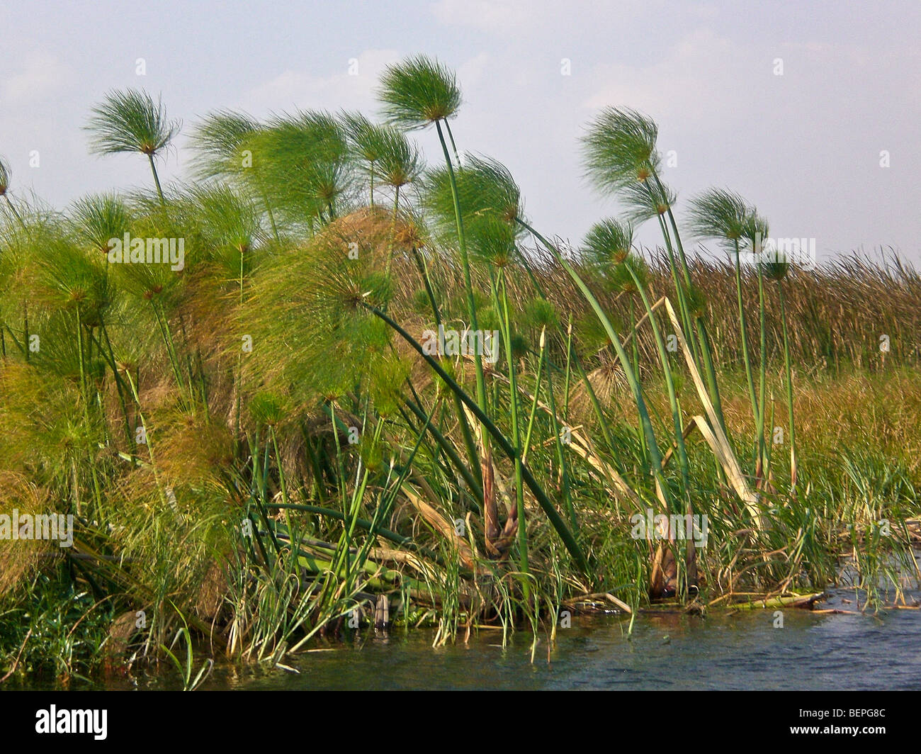 Papyrus Kafue river, Zambia Africa. Stock Photo