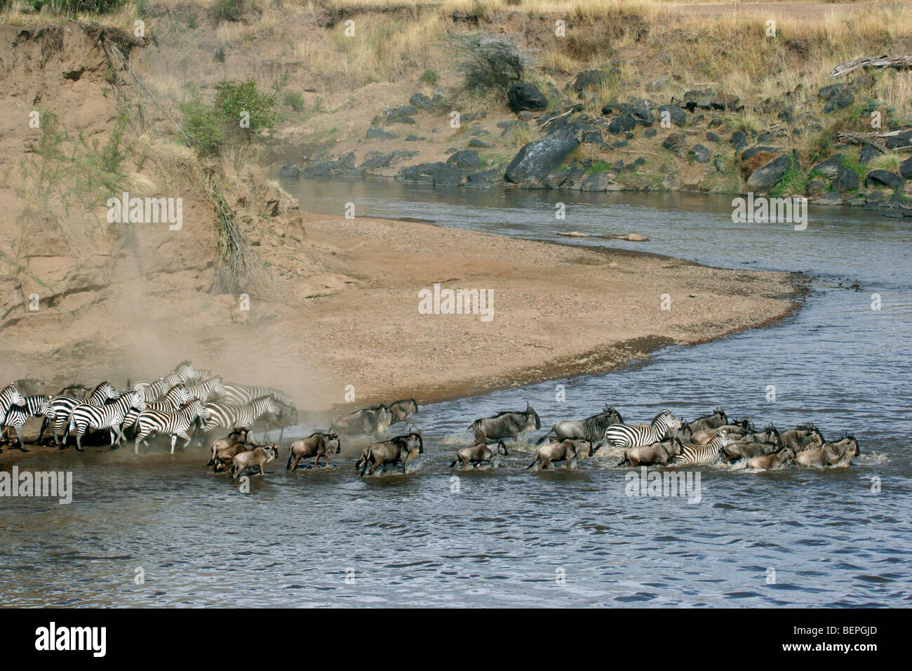 Blue wildebeest and common zebras crossing the Mara River during ...