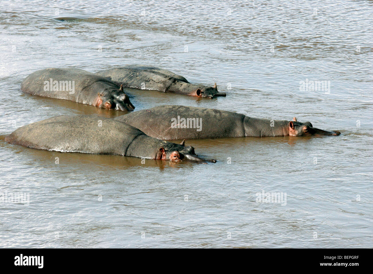 Hippos (Hippopotamus amphibius) herd resting in water of the Mara River, Masai Mara National Reserve, Kenya, East Africa Stock Photo