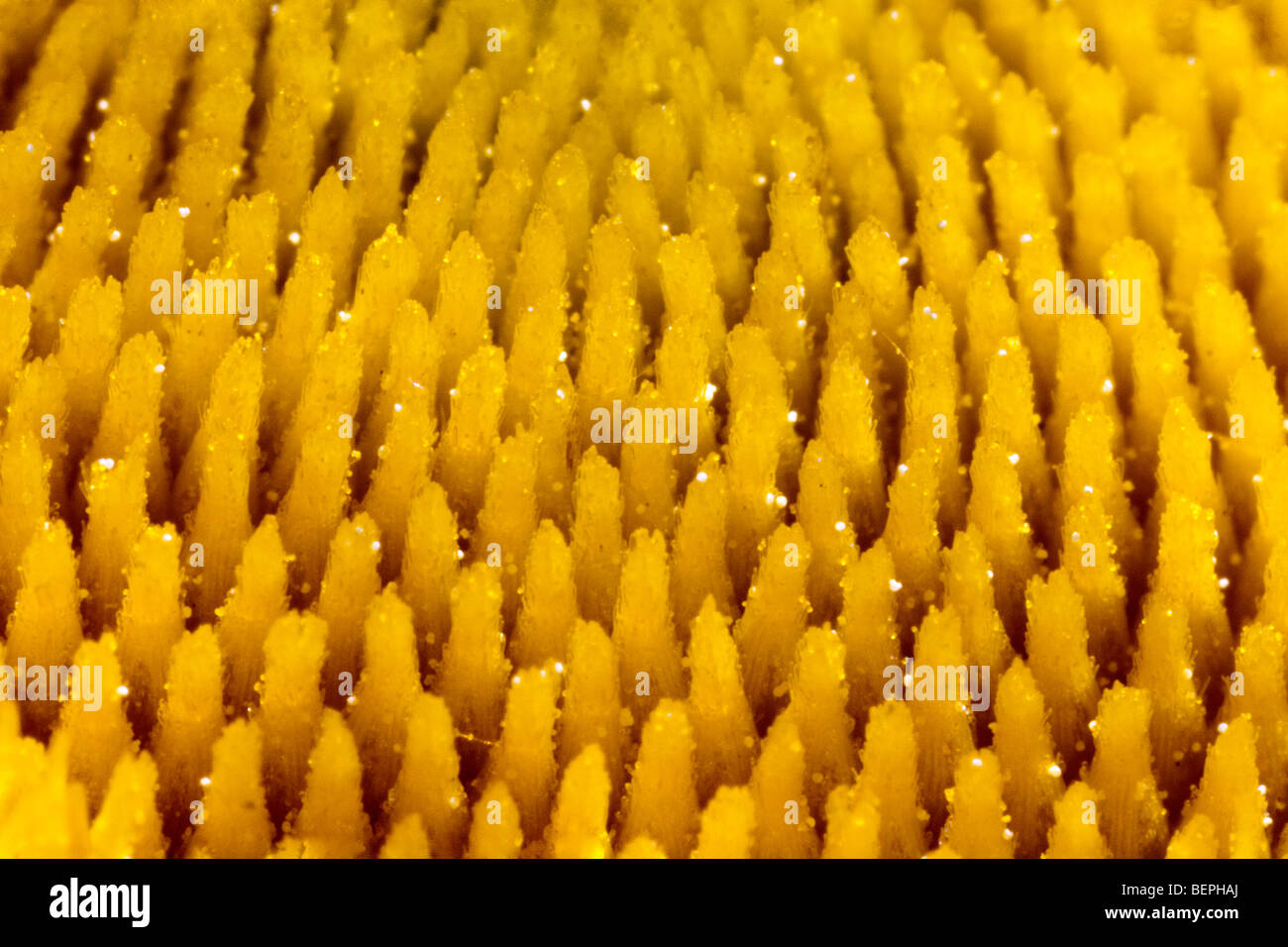 Close-up of a wild flower showing the pollen. Seville, Andalusia, Spain Stock Photo