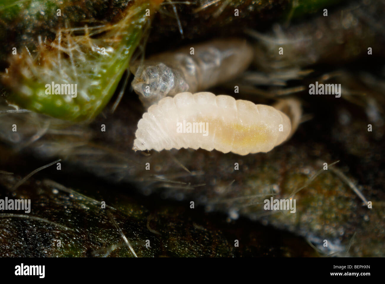 Blackberry midge (Dasineura plicatrix) larvae on a leaf Stock Photo