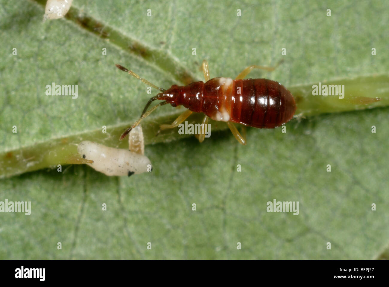 A flower bug (Anthocoris nemoralis) nymph feeding on a blackberry midge