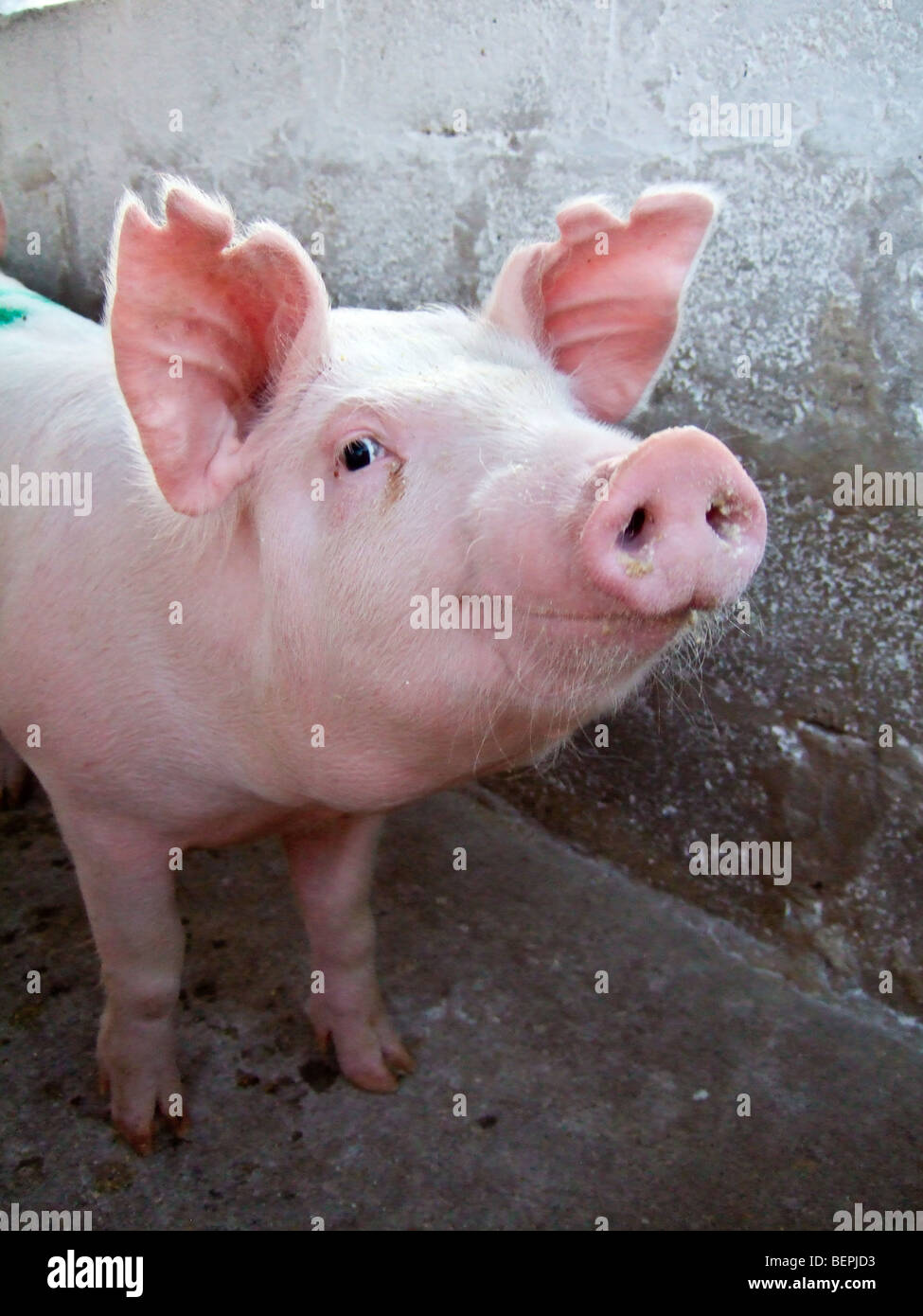 Large White commercial pig Kafue Zambia Africa Stock Photo