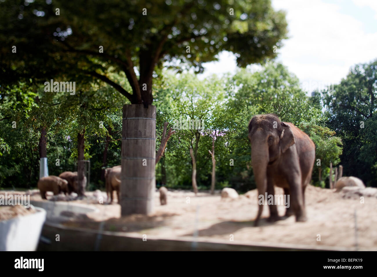 Asian elephants on Berlin zoo, Germany. Tilted lens used for shallow depth of field. Stock Photo