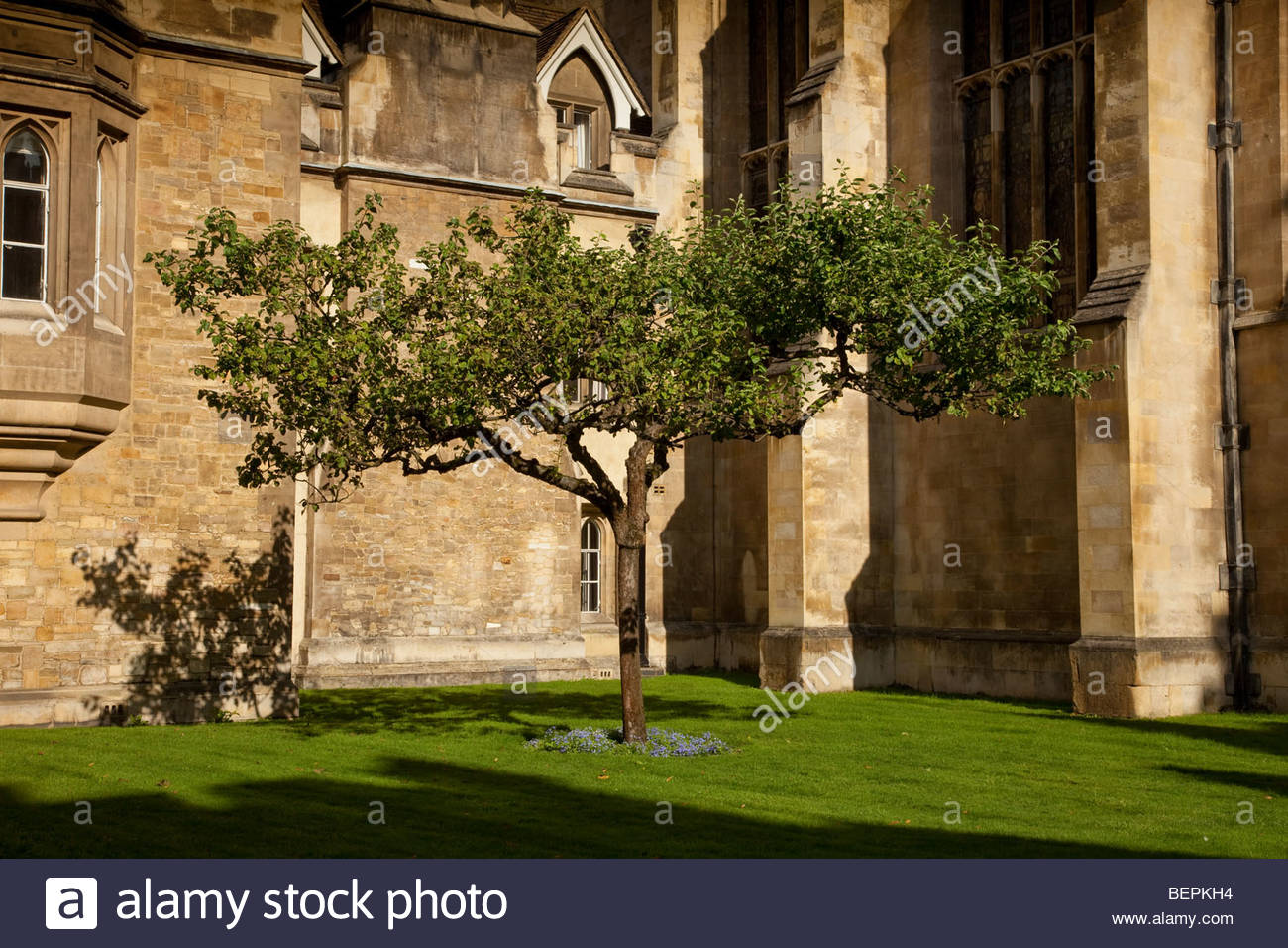 Isaac Newton And Apple High Resolution Stock Photography and Images - Alamy