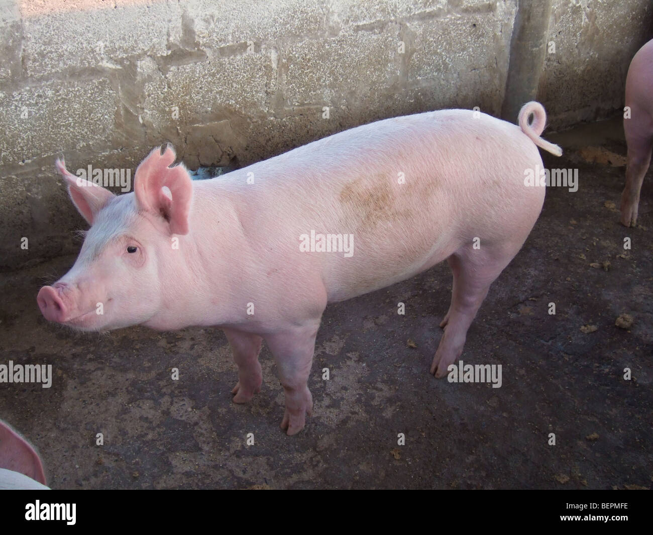 Large White commercial pig Kafue Zambia Africa Stock Photo
