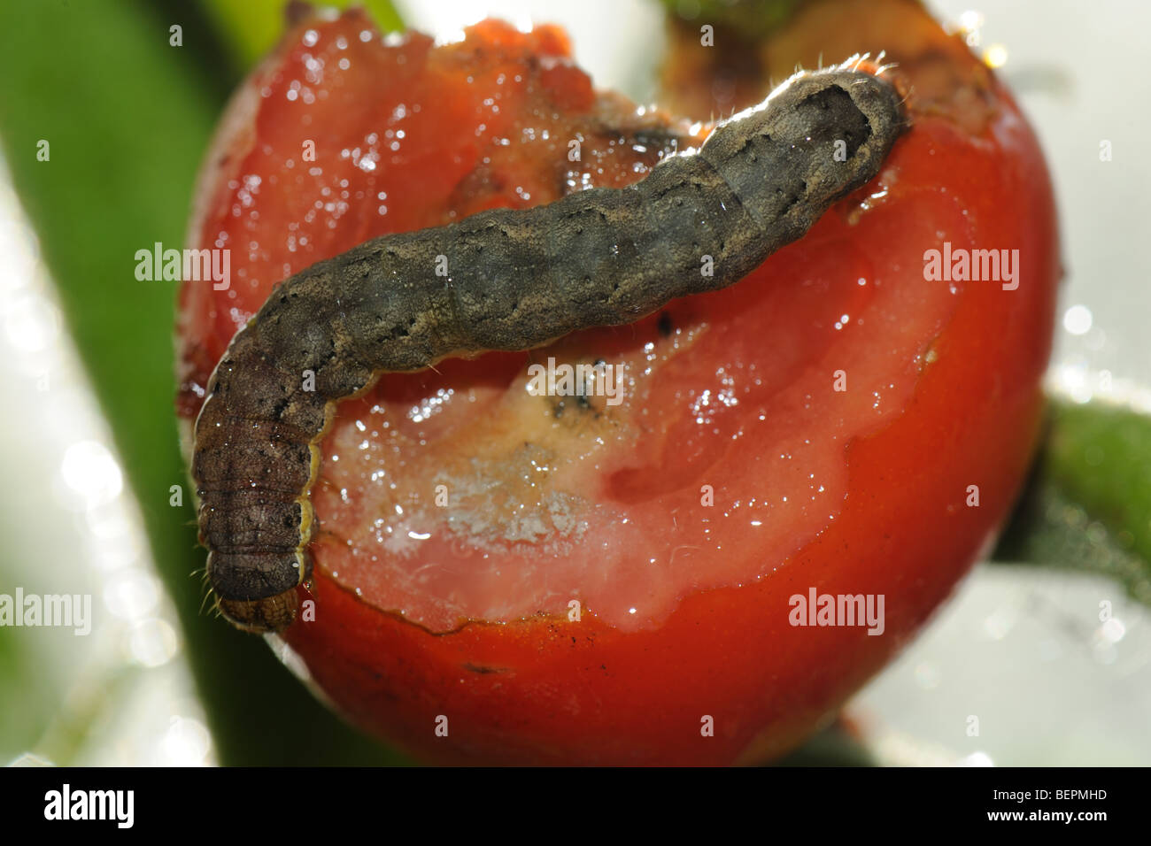Tomato moth (Lacanobia oleracea) caterpillar and damage to ripe tomato fruit Stock Photo