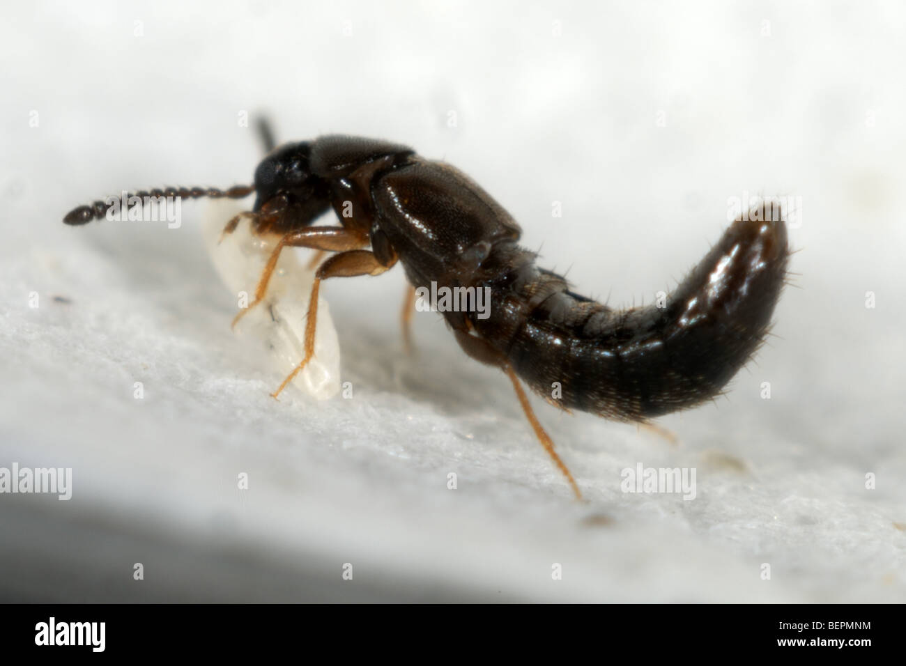Adult predatory greenhouse rove beetle, Dalotia coriaria, feeding on a dipteran larva used for biological control Stock Photo