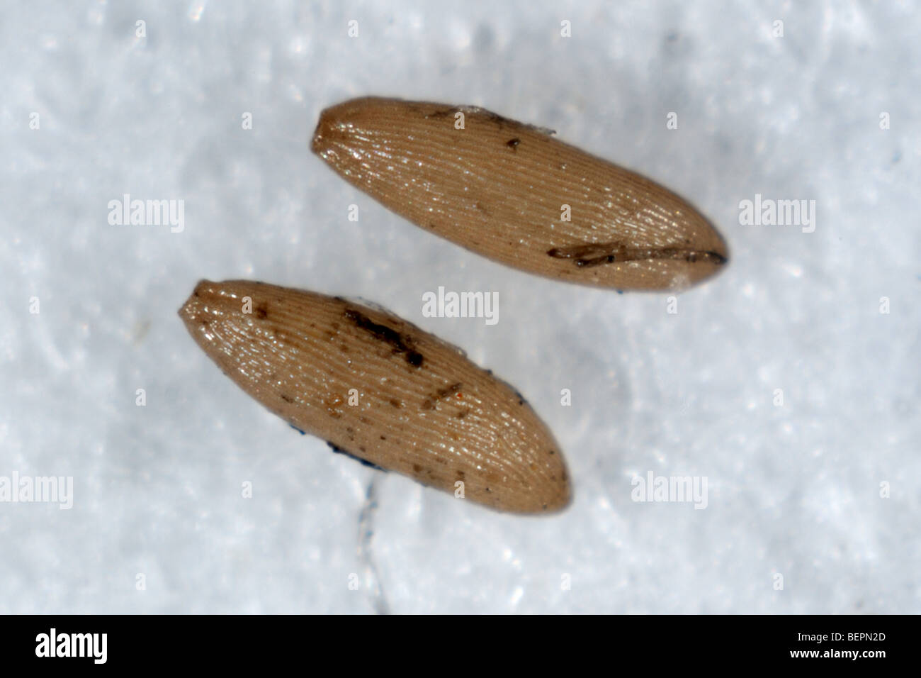 Cabbage root fly delia radicum hires stock photography and images Alamy