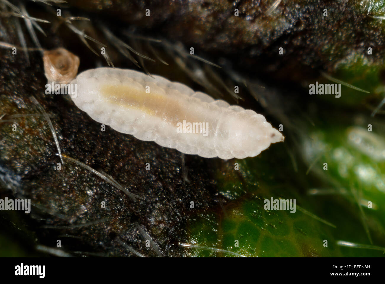 Blackberry midge (Dasineura plicatrix) larvae on a leaf Stock Photo