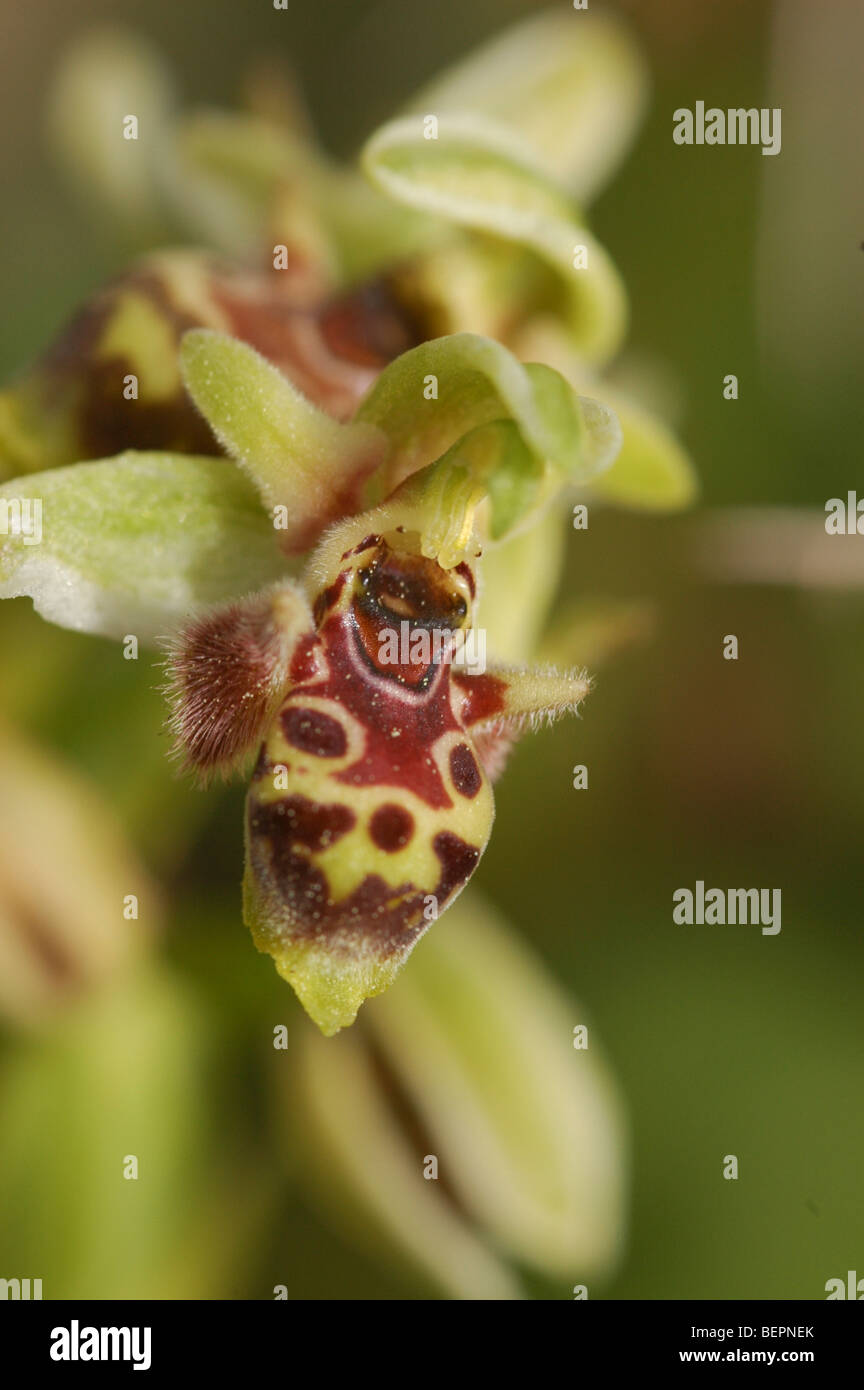 Israel, Ophrys wild orchid Carmel Bee-Orchid (Ophrys carmeli) Stock Photo