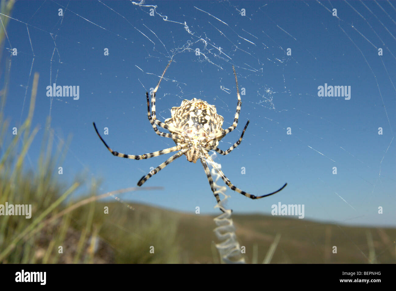 Argiope lobata spider hi-res stock photography and images - Alamy