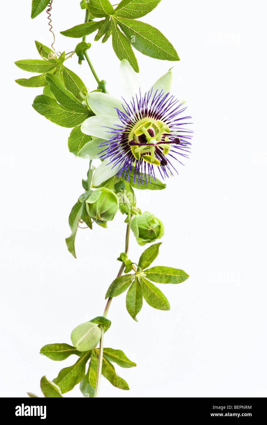 A Passion Flower Passiflora on a White Background plant white