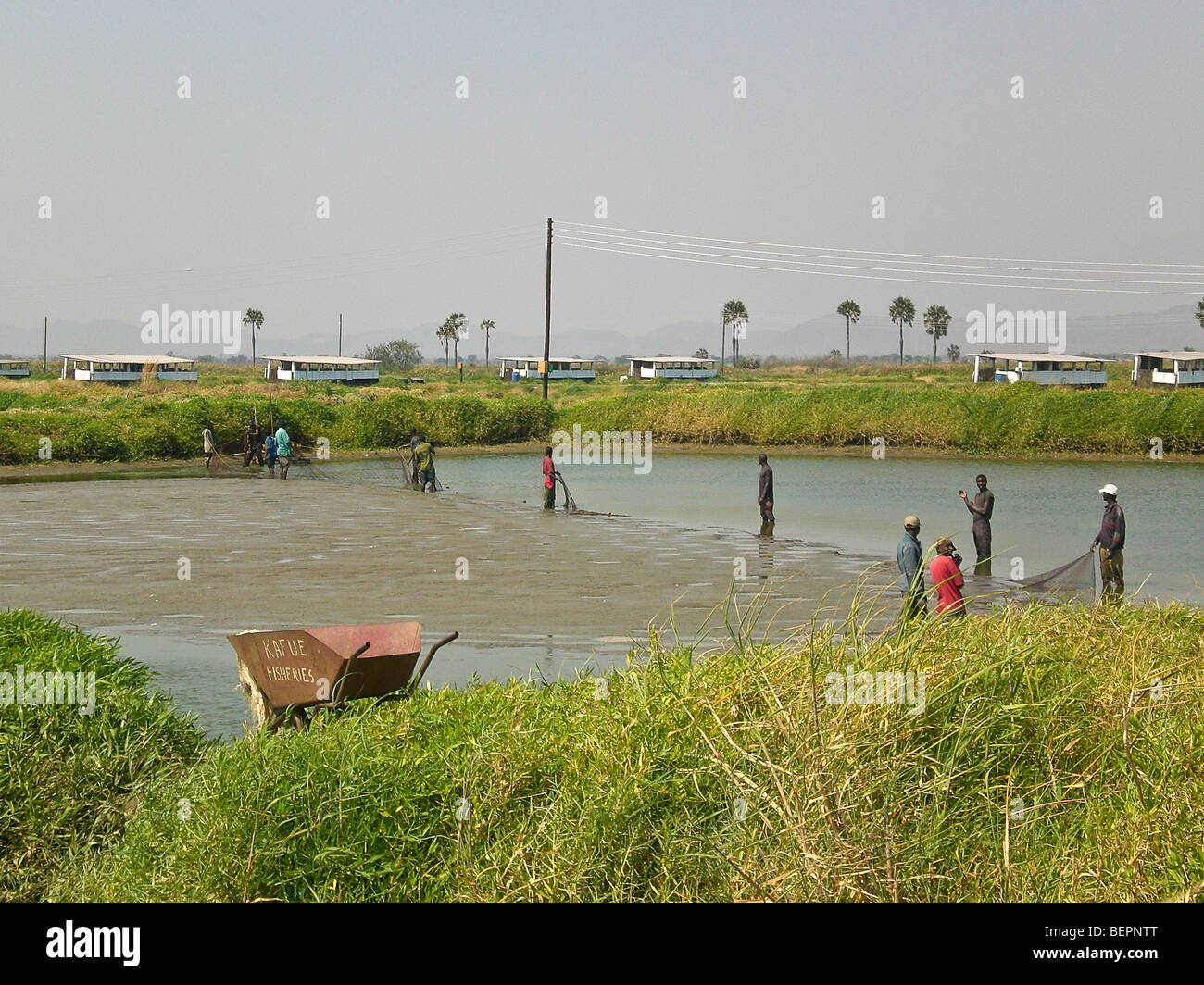 Harvesting the fish at Kafuie Fisheries, fish Farm, Zambia Africa Stock