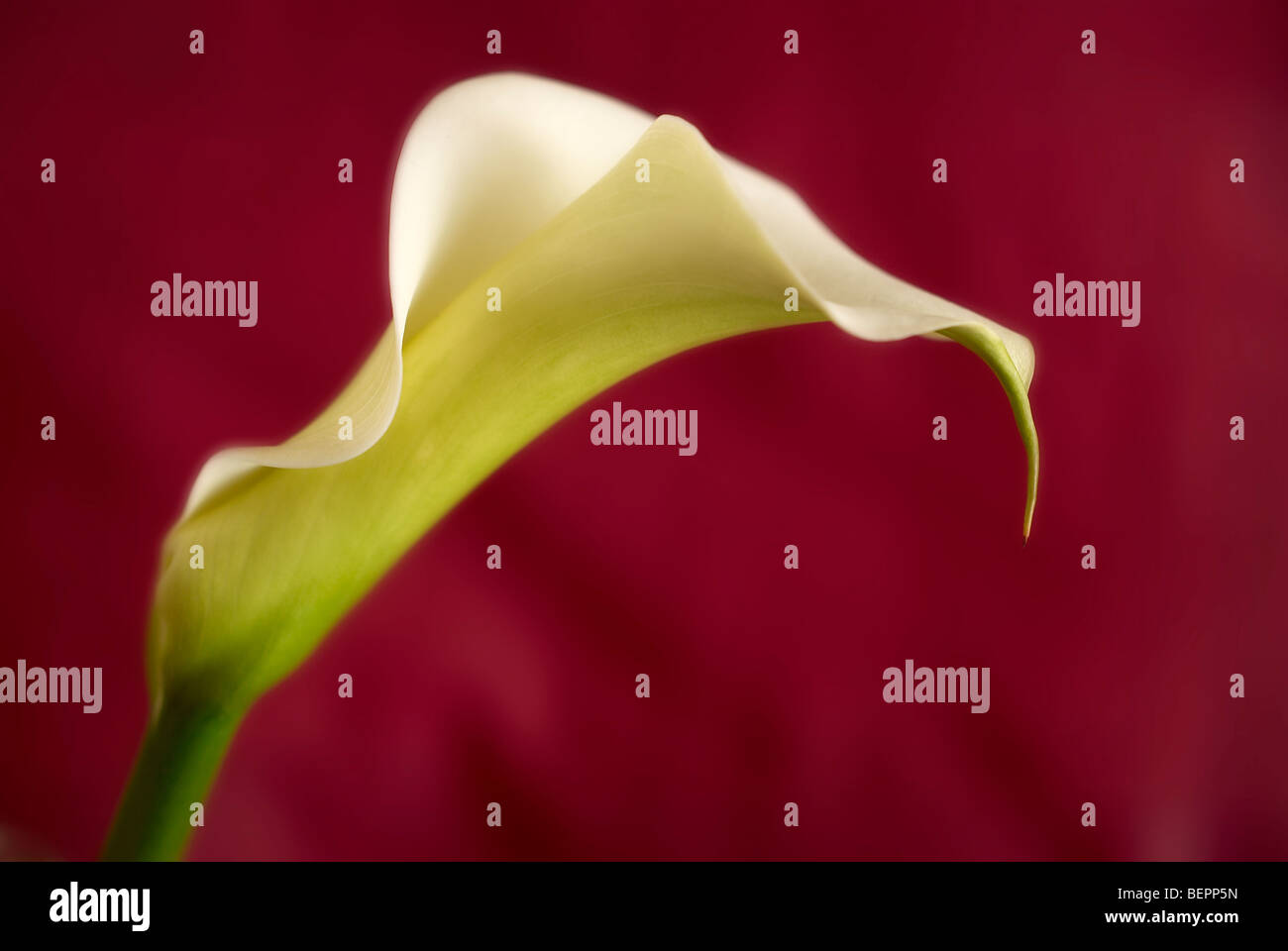 Lily, arum lily, red background, lilium, profile, one lily, flowers, flower, macro, close-up, close up, wedding Stock Photo
