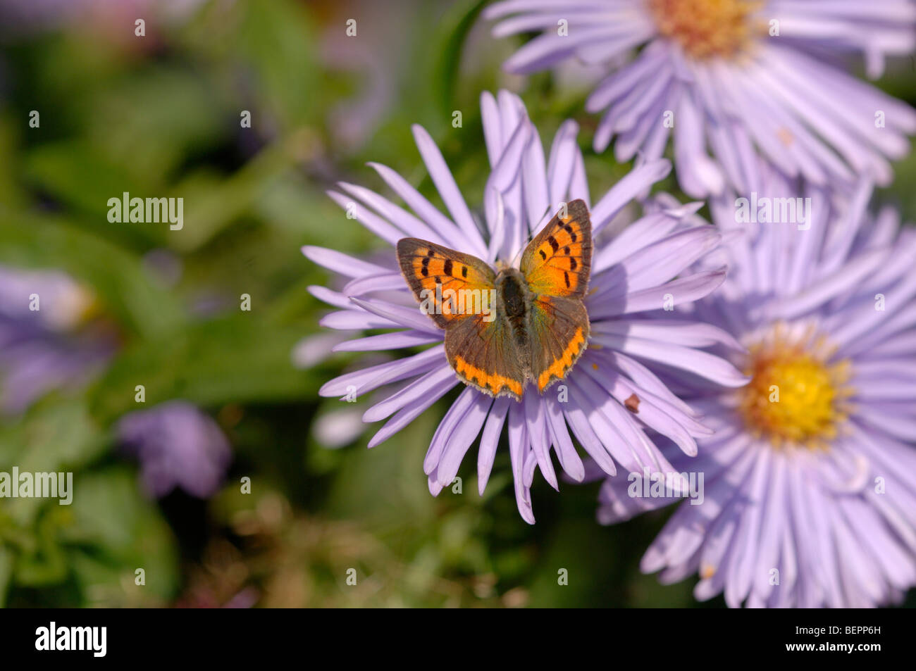 Small Copper Lycaena phlaeas Photographed in UK Stock Photo