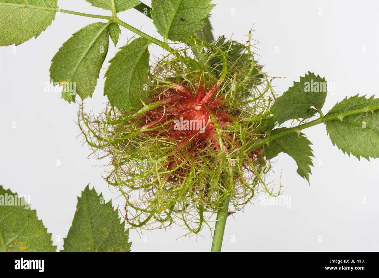 Young gall of the bedeguar gall wasp (Diplolepsis rosae), a robins pin cushion on as dog rose Stock Photo