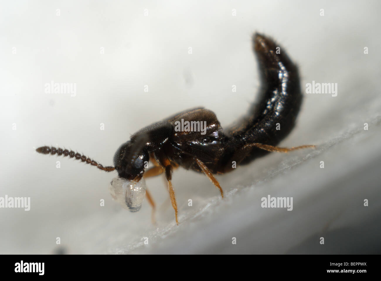 Adult predatory greenhouse rove beetle, Dalotia coriaria, feeding on a dipteran larva used for biological control Stock Photo