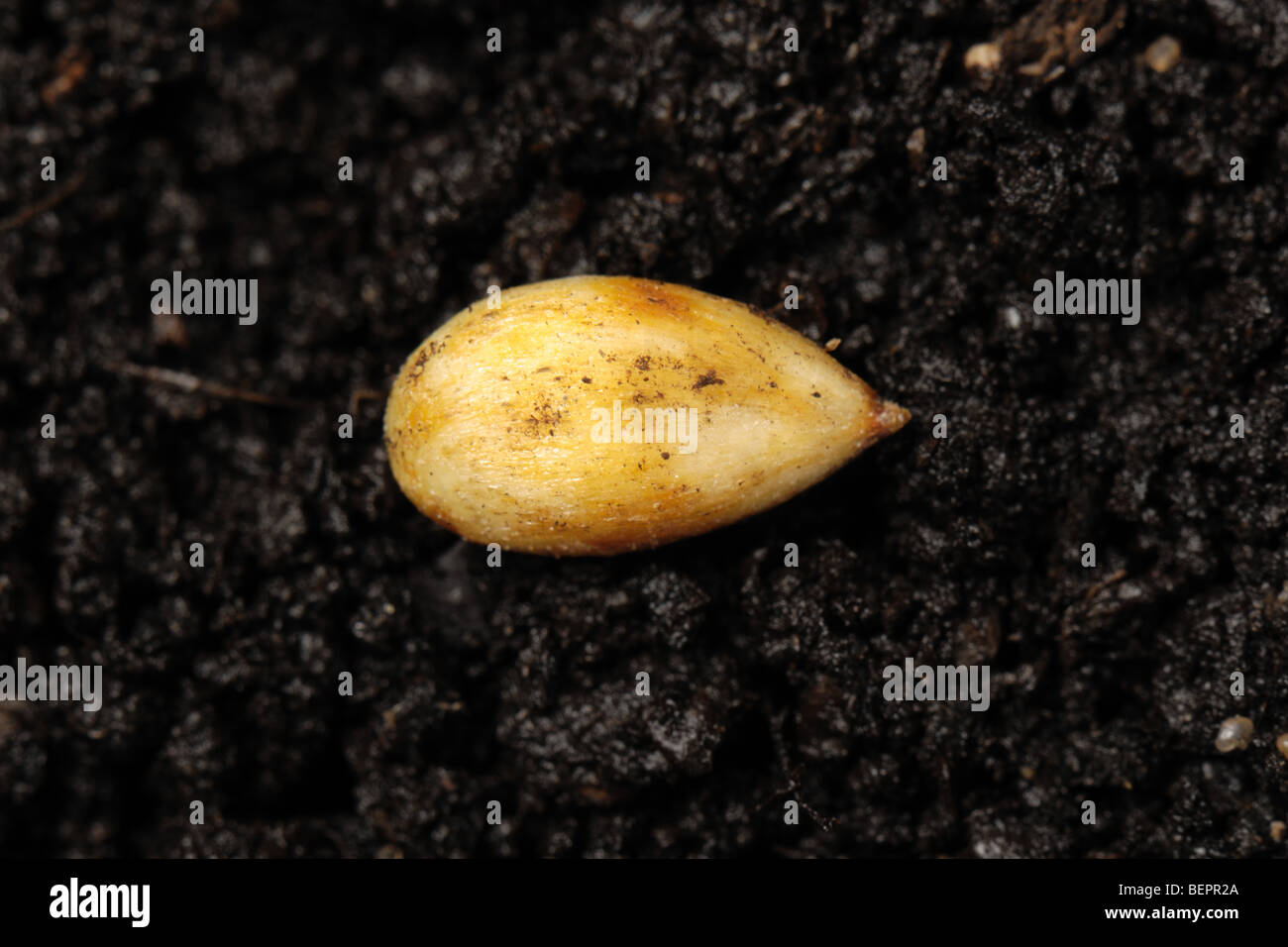 Discovery apple seed on a soil surface Stock Photo