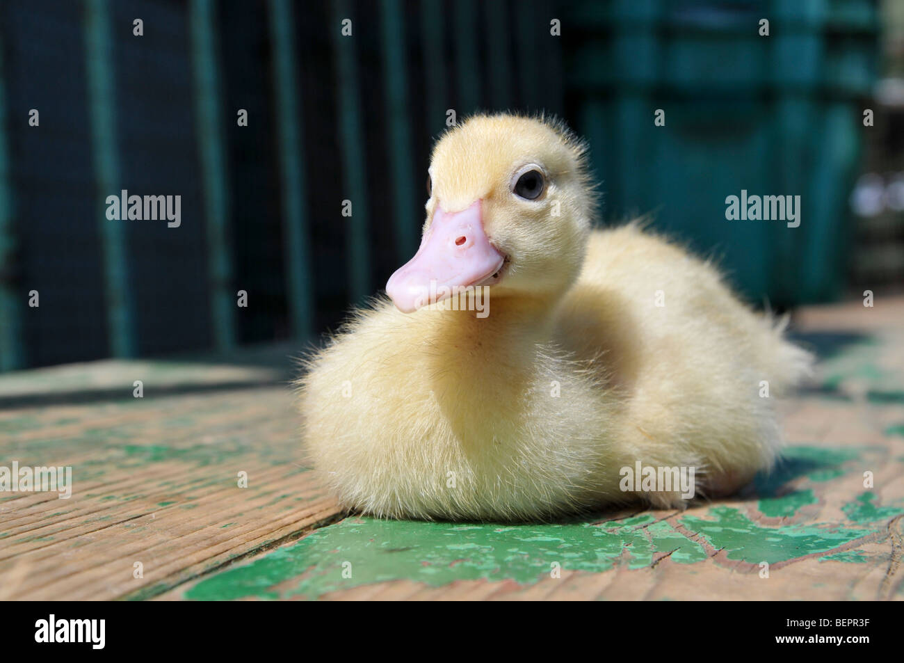 Children s Holiday Activity A Patting Zoo Young Duckling Stock Photo children-s-holiday-activity-a-patting-zoo-young-duckling-stock-photo